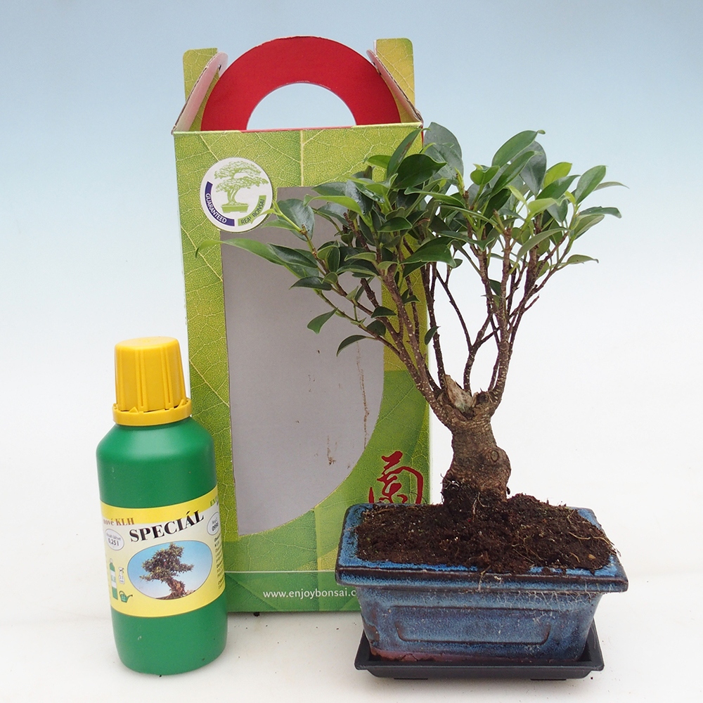 Room bonsai in gift box Ficus retusa - Small-leaved ficus