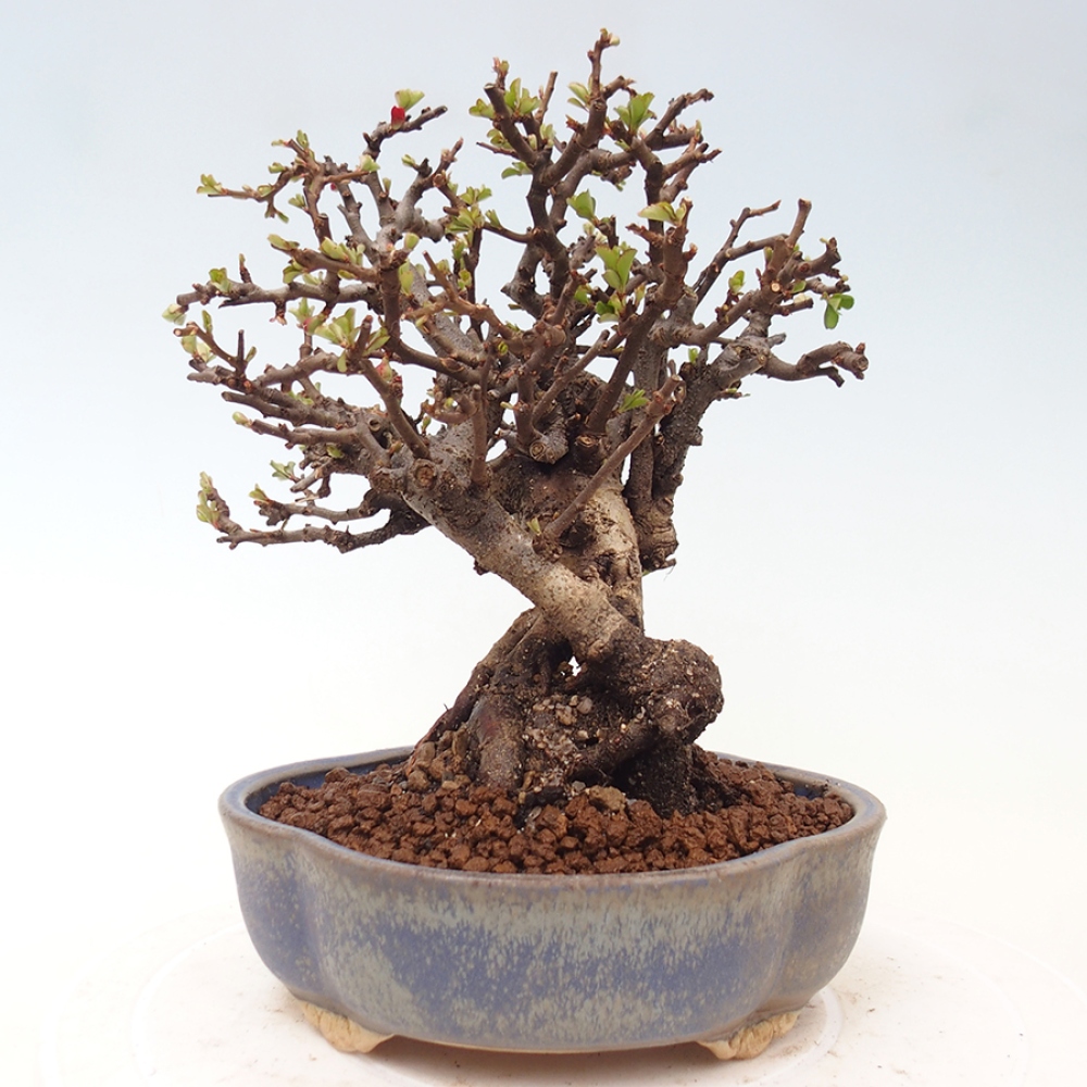 Outdoor bonsai - Chaneomeles speciosa - Quince