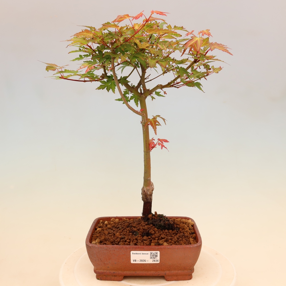 Norway maple - Acer palmatum Beni Tsukasa