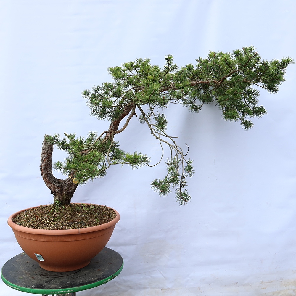 Pinus sylvestris Spain - Scots pine