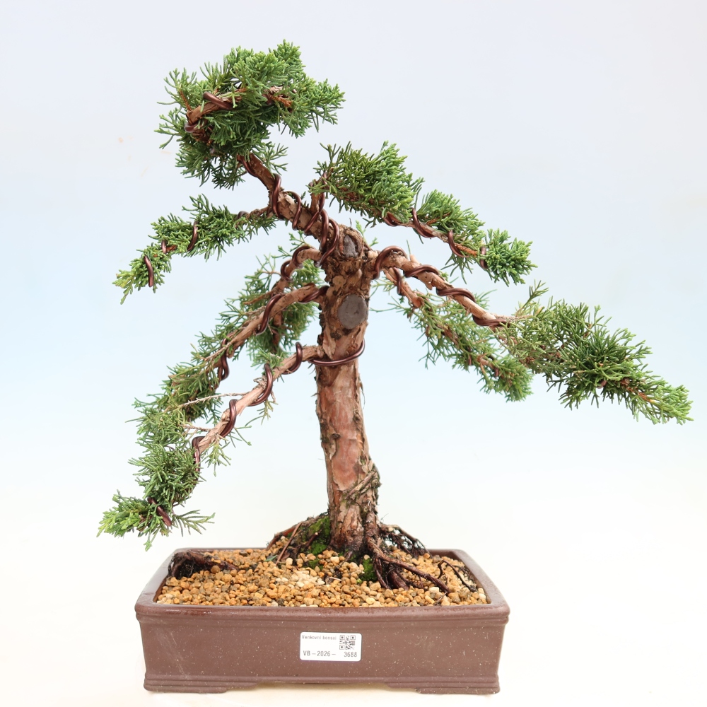 Outdoor bonsai - Juniperus chinensis Kishu