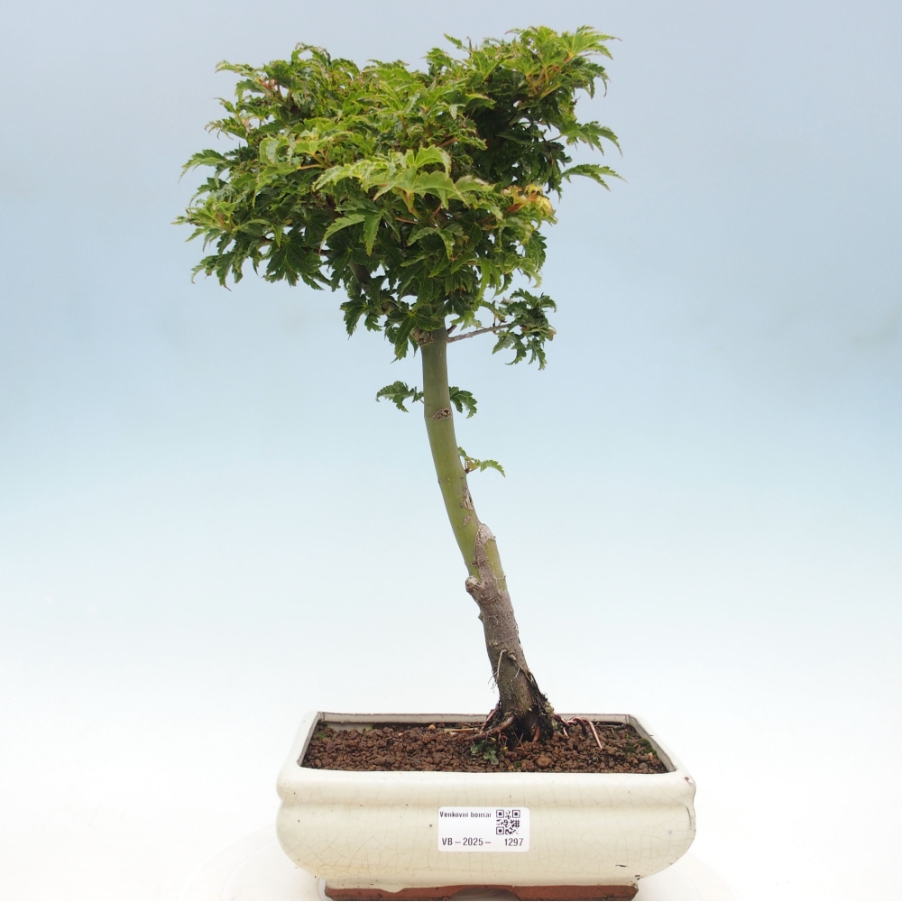 Outdoor bonsai - Acer palmatum Shishigashira maple