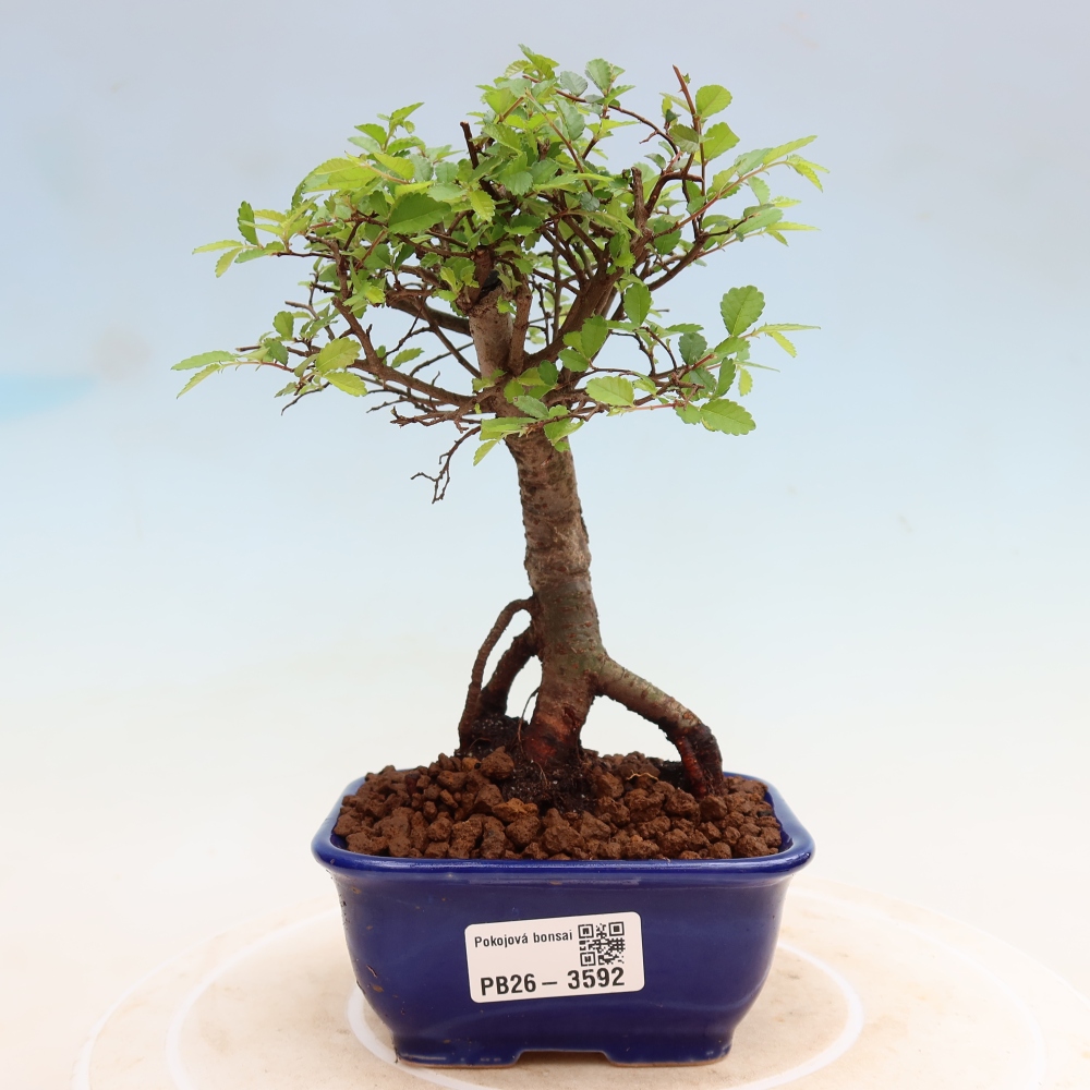 Room bonsai - Ulmus parvifolia - Small-leaved elm