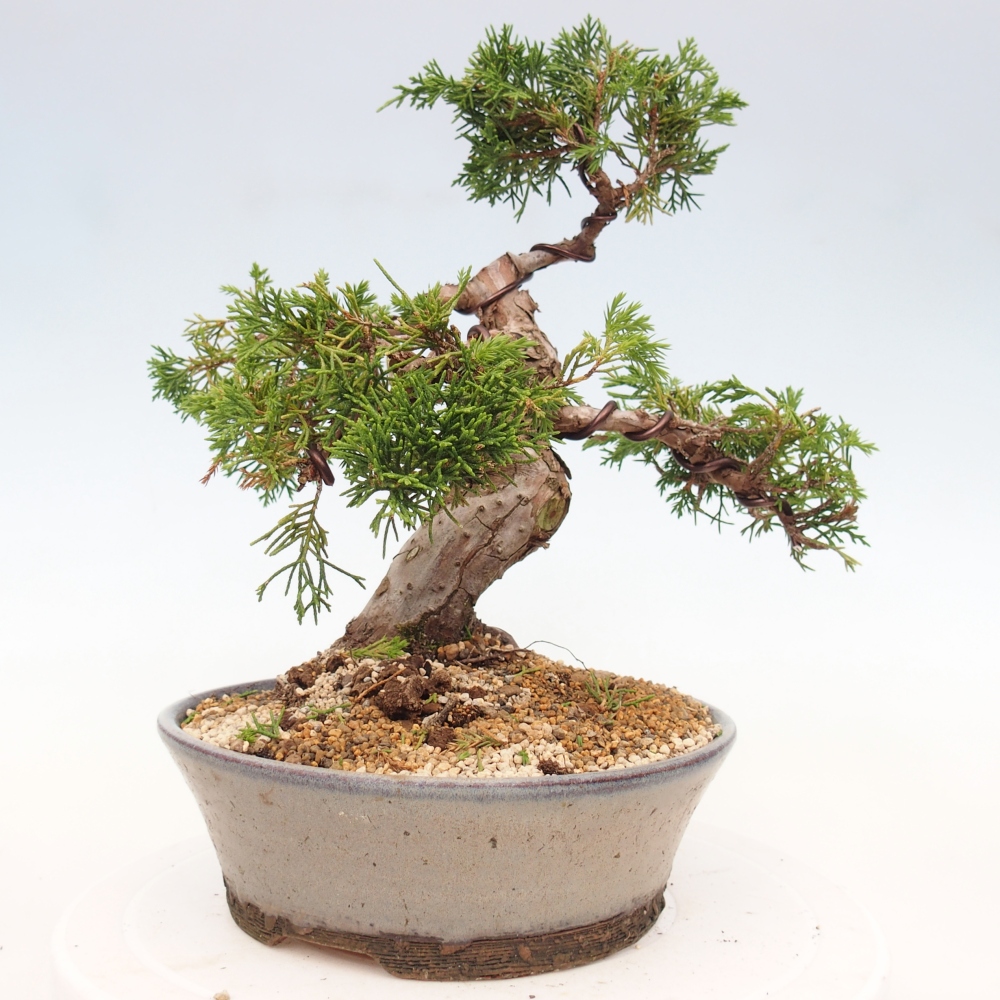 Outdoor bonsai - Juniperus chinensis Itoigawa - Chinese juniper