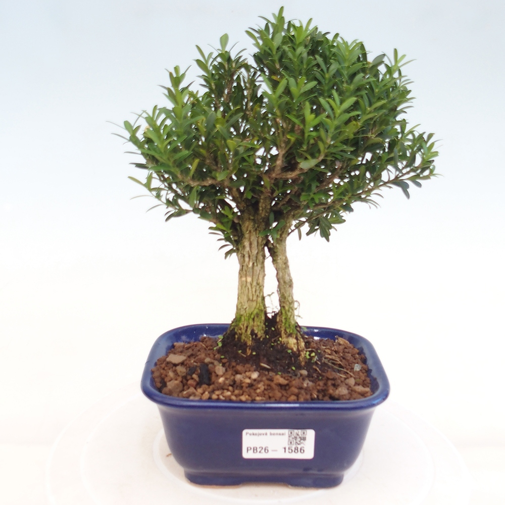 Room bonsai - Buxus harlandii - cork buxus