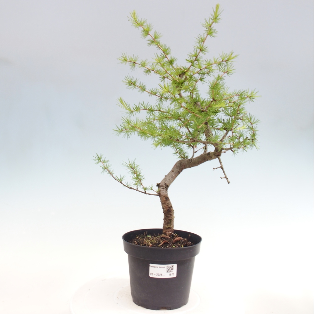 Outdoor bonsai -Larix decidua - Larch