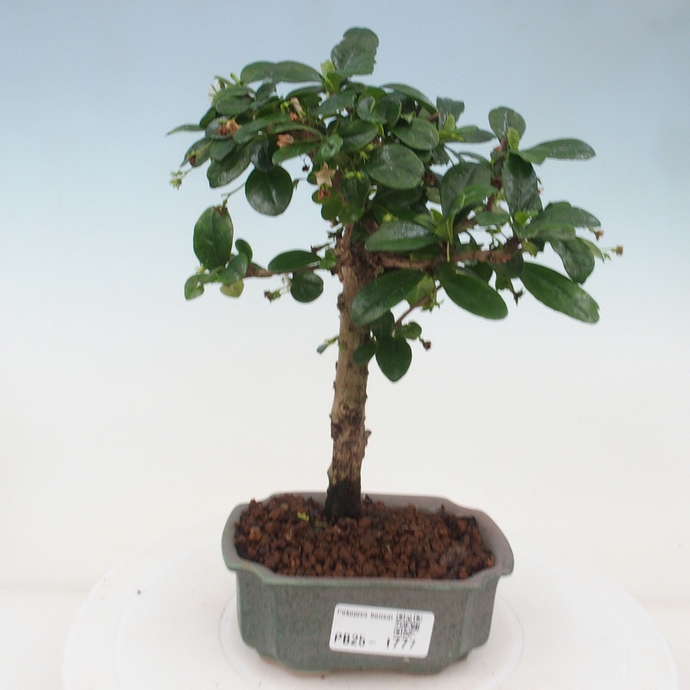Indoor bonsai - Carmona macrophylla - Fuki tea