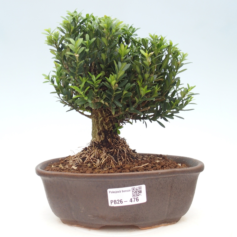 Room bonsai - Buxus harlandii - cork buxus