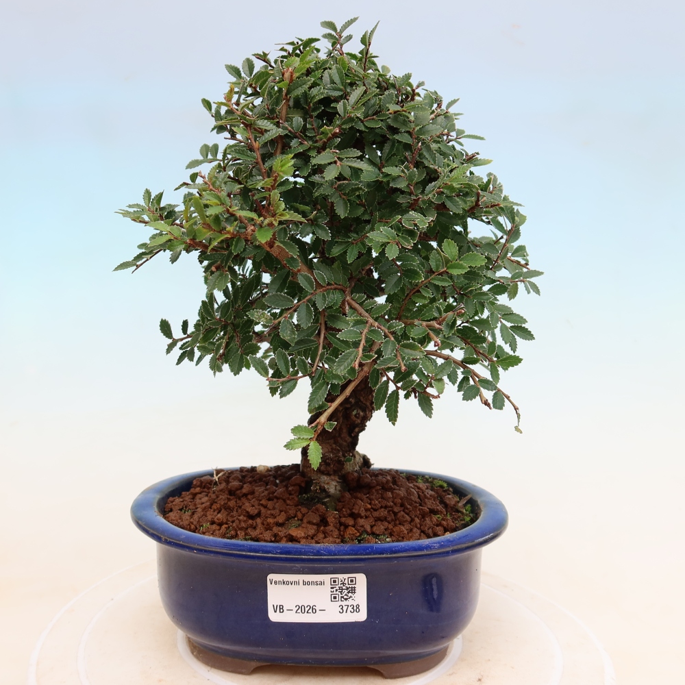Outdoor bonsai - Zelkova - Zelkova NIRE