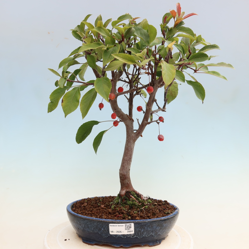 Outdoor bonsai -Malus domestica - Small-fruited red-leaved apple tree