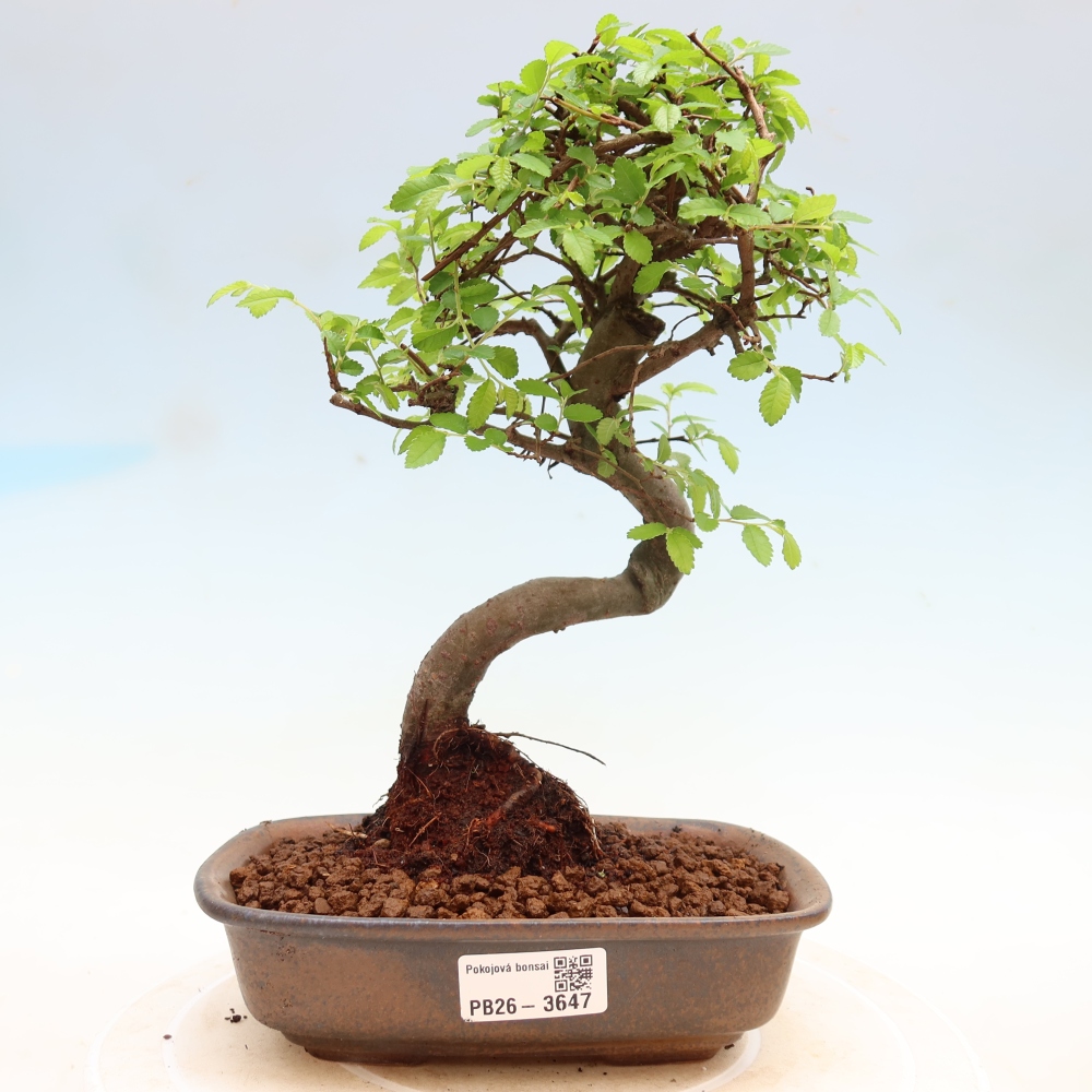 Room bonsai - Ulmus parvifolia - Small-leaved elm