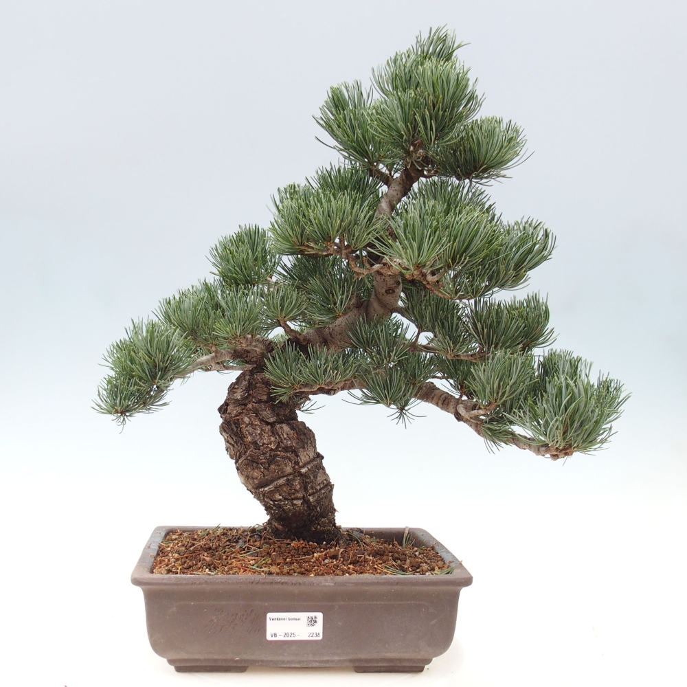 Outdoor bonsai - Pinus parviflora - Small pine tree