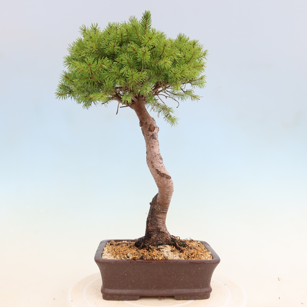 Outdoor bonsai - Spruce - Picea glauca globe