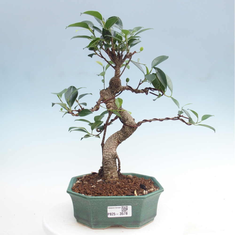 Room bonsai - Ficus retusa - small-leaved ficus