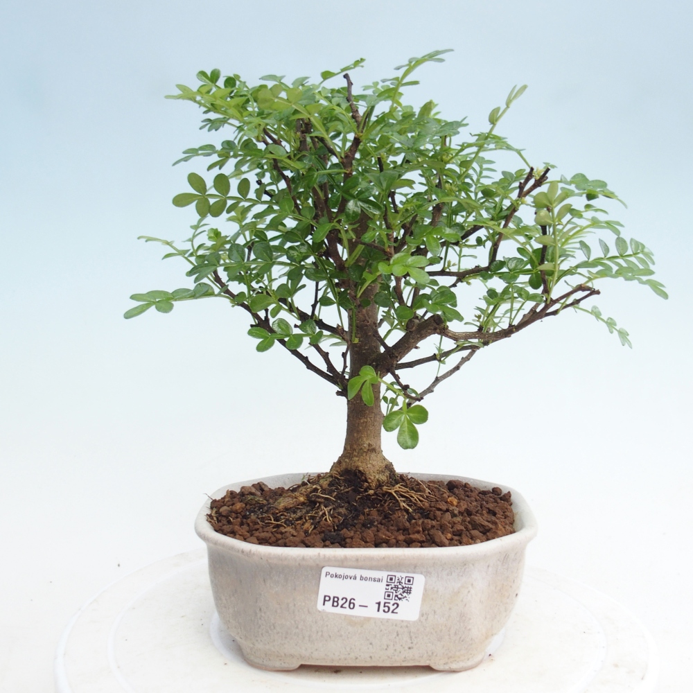 Room bonsai - Zantoxylum piperitum - pepper tree