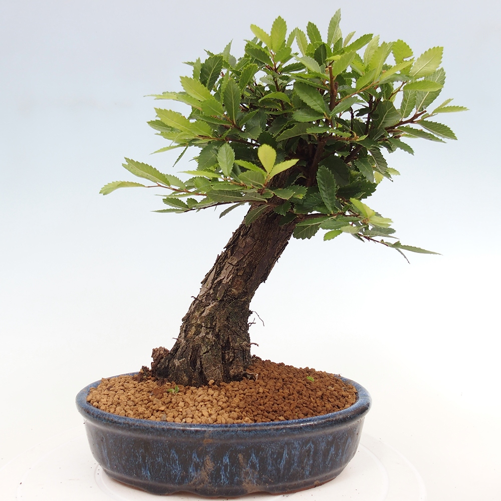 Outdoor bonsai - Zelkova - Zelkova NIRE