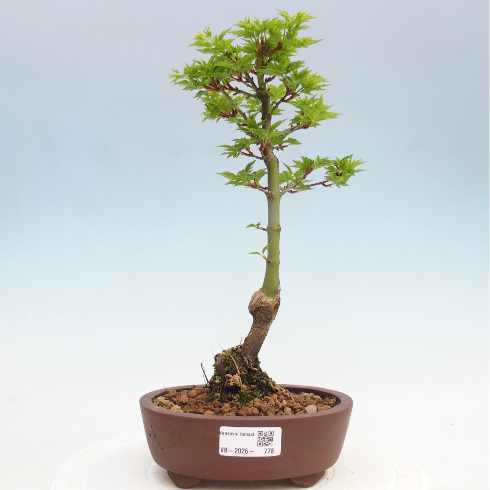 Outdoor bonsai -Javor palm Acer palmatum Shishigashira