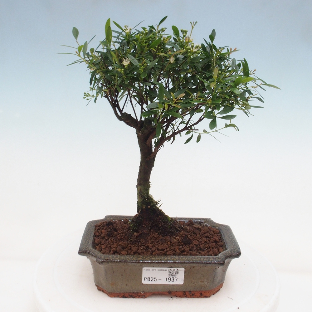 Room bonsai - Syzygium - Pimentovník