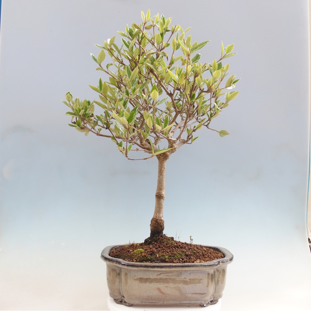 Outdoor bonsai-Kalina Bodnanská - Viburum carlesii hemsi - only personal collection or pallet transport