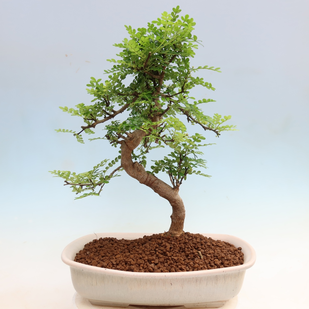 Room bonsai - Zantoxylum piperitum - pepper tree
