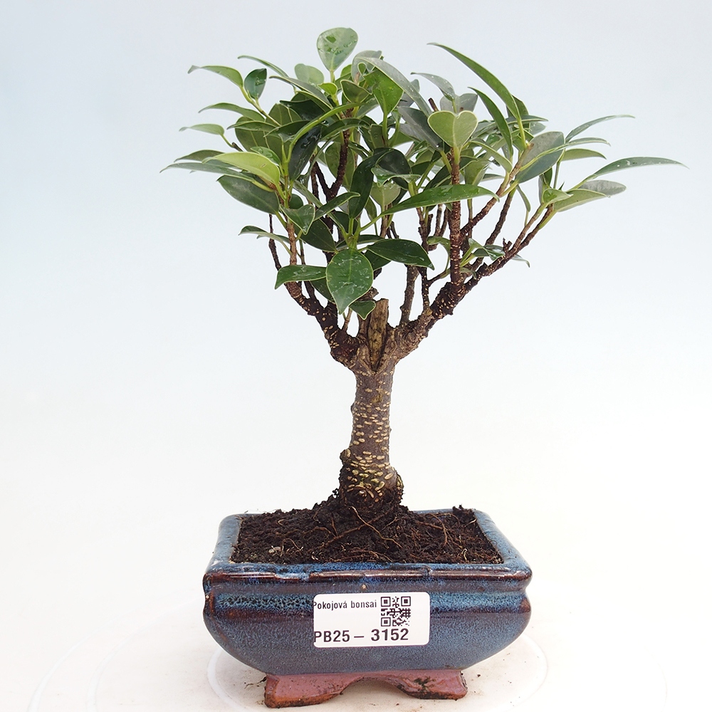 Indoor bonsai - Small-leaved ficus - Ficus kimmen