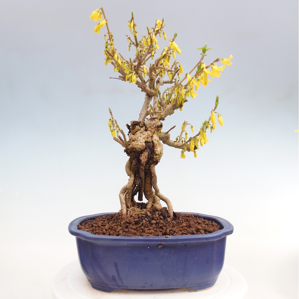 Outdoor bonsai - Zlatice - Forsythia koreana