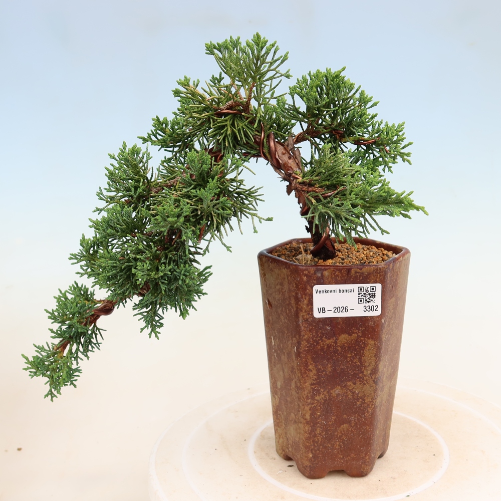Outdoor bonsai - Juniperus chinensis Kishu