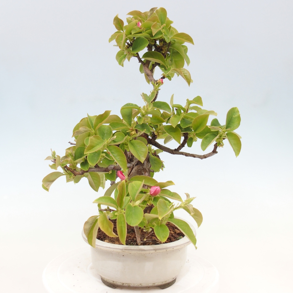 Outdoor bonsai - Pseudocydonia sinensis - Chinese quince