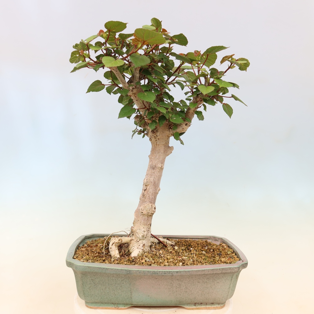 Indoor bonsai - Hibiscus tiliaceus - Sea Hibiscus