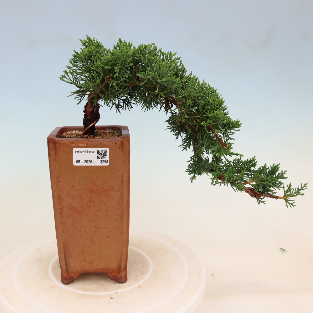 Outdoor bonsai - Juniperus chinensis Kishu