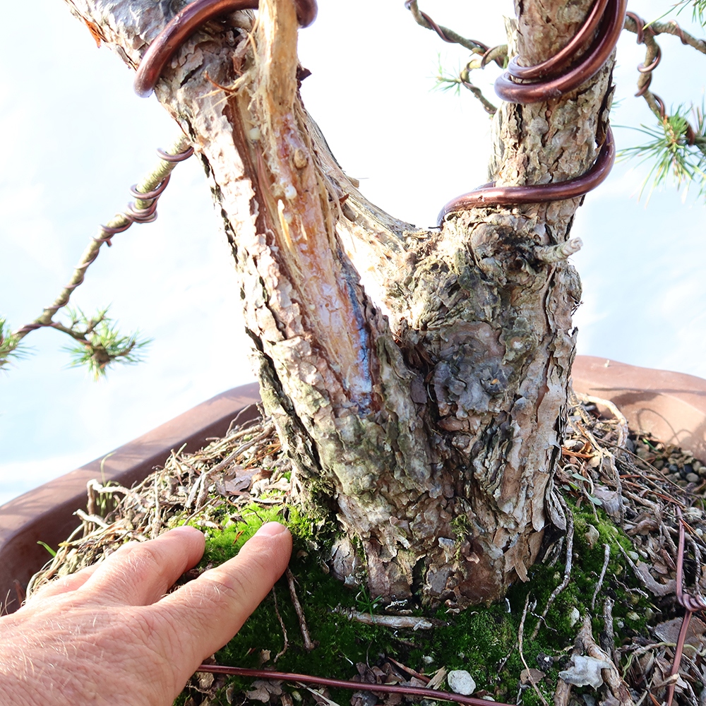 Pinus sylvestris Spain - Scots pine
