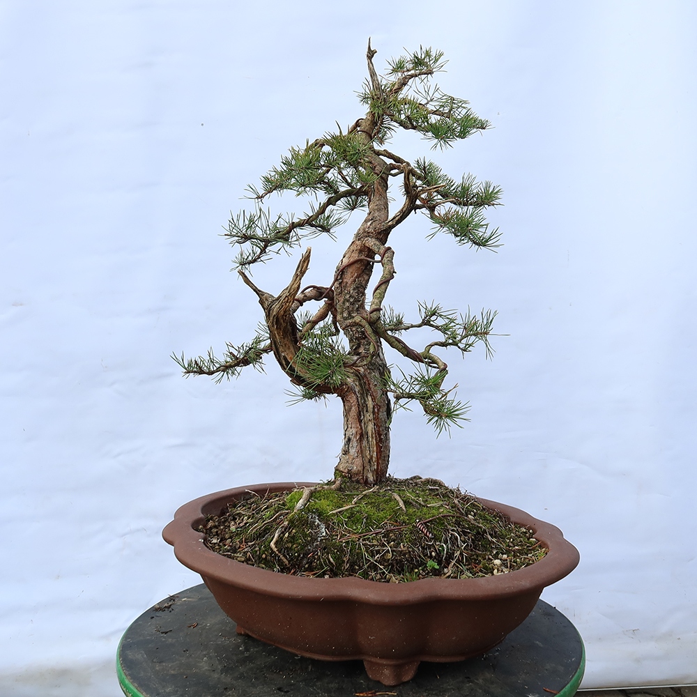 Pinus sylvestris Spain - Scots pine