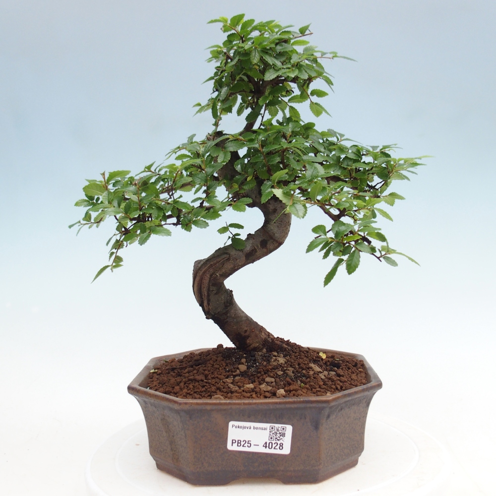 Room bonsai - Ulmus parvifolia - Small-leaved elm