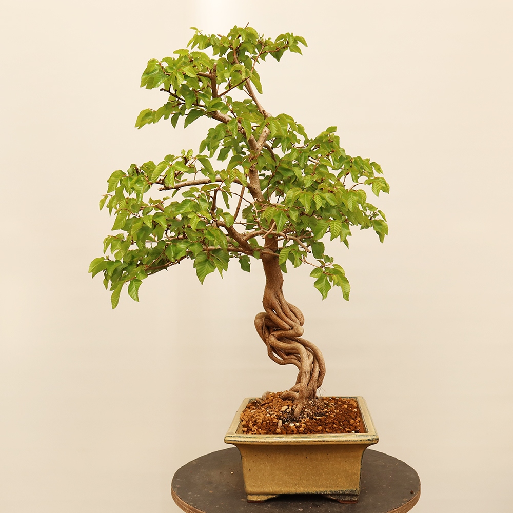 Outdoor bonsai - Carpinus Coreana - Korean hornbeam