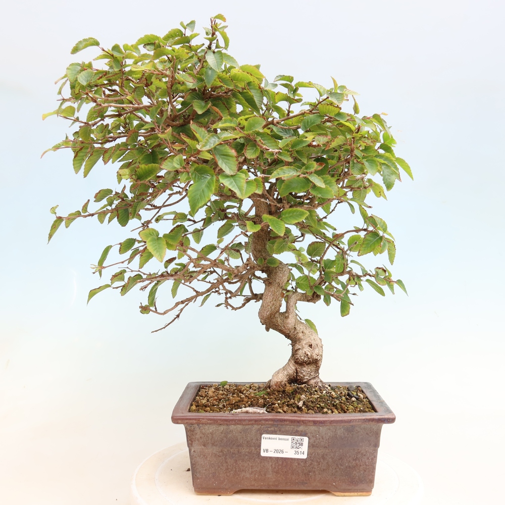 Outdoor bonsai -Carpinus CARPINOIDES - Korean Hornbeam