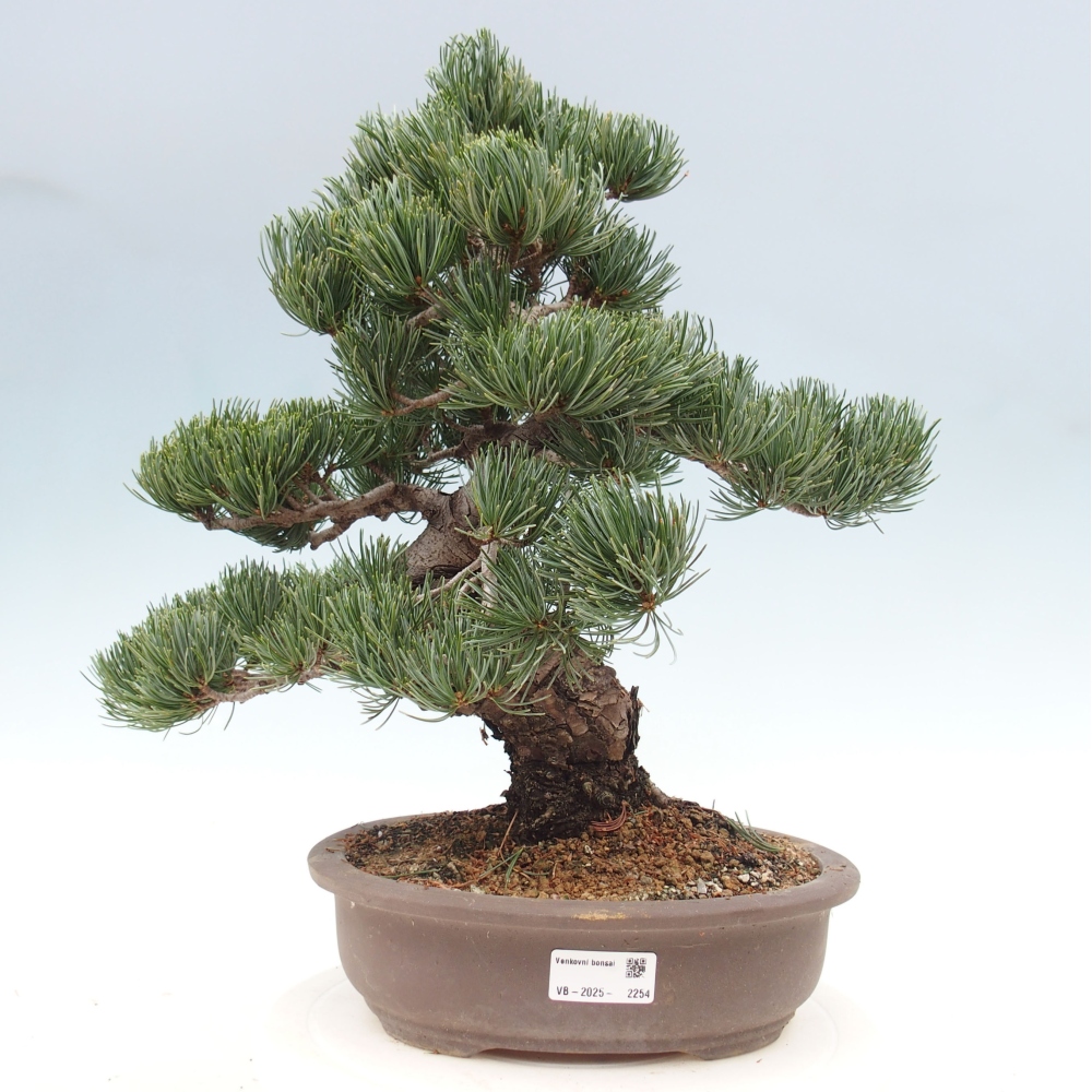 Outdoor bonsai - Pinus parviflora - Small pine tree