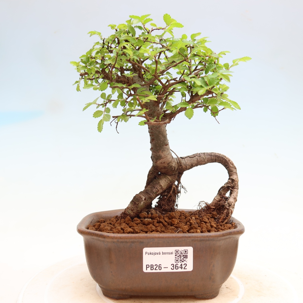 Room bonsai - Ulmus parvifolia - Small-leaved elm