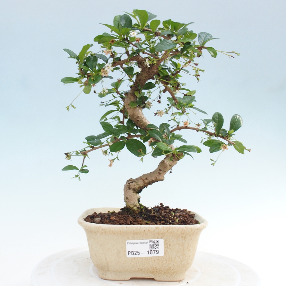 Indoor bonsai - Carmona macrophylla - Fuki tea