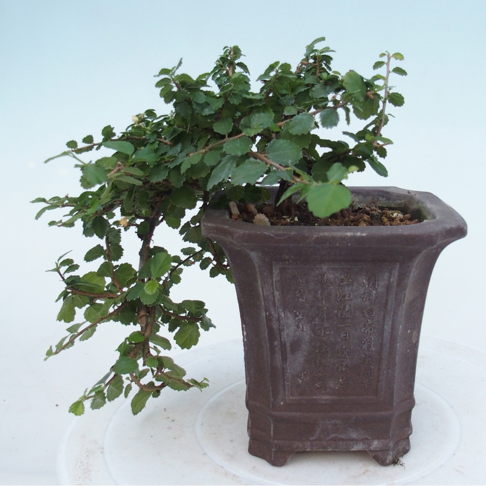 Room bonsai - Grewia sp. - Grewia malafolia