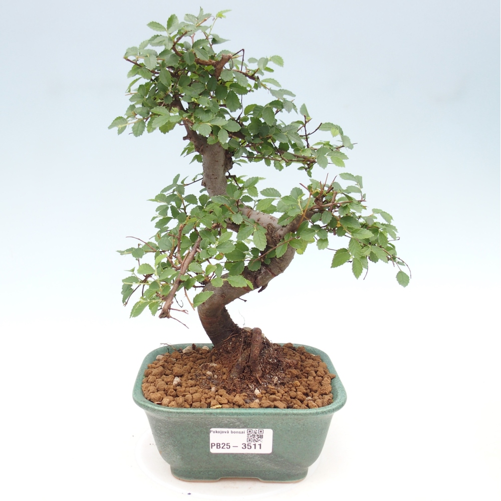 Room bonsai - Ulmus parvifolia - Small-leaved elm