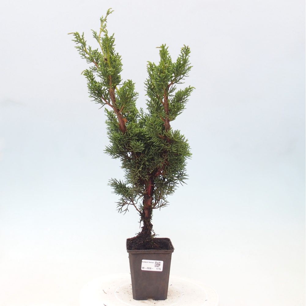 Outdoor bonsai - Juniperus chinensis Kishu