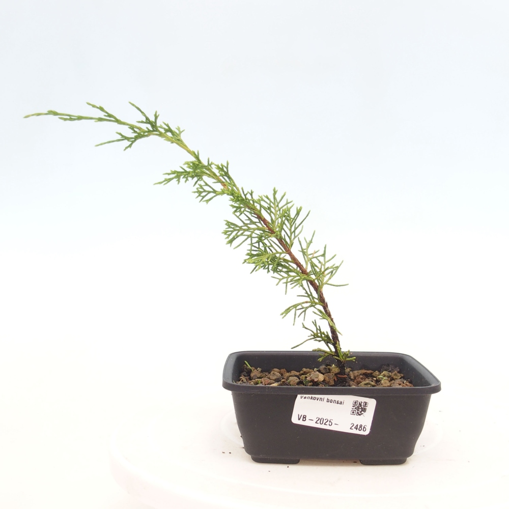 Outdoor bonsai - Juniperus chinensis Itoigawa - Chinese juniper