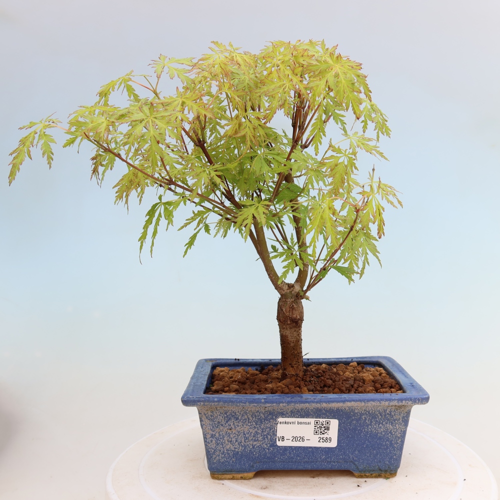 Outdoor Bonsai - Acer palmatum Dissectum - Japanese Maple 