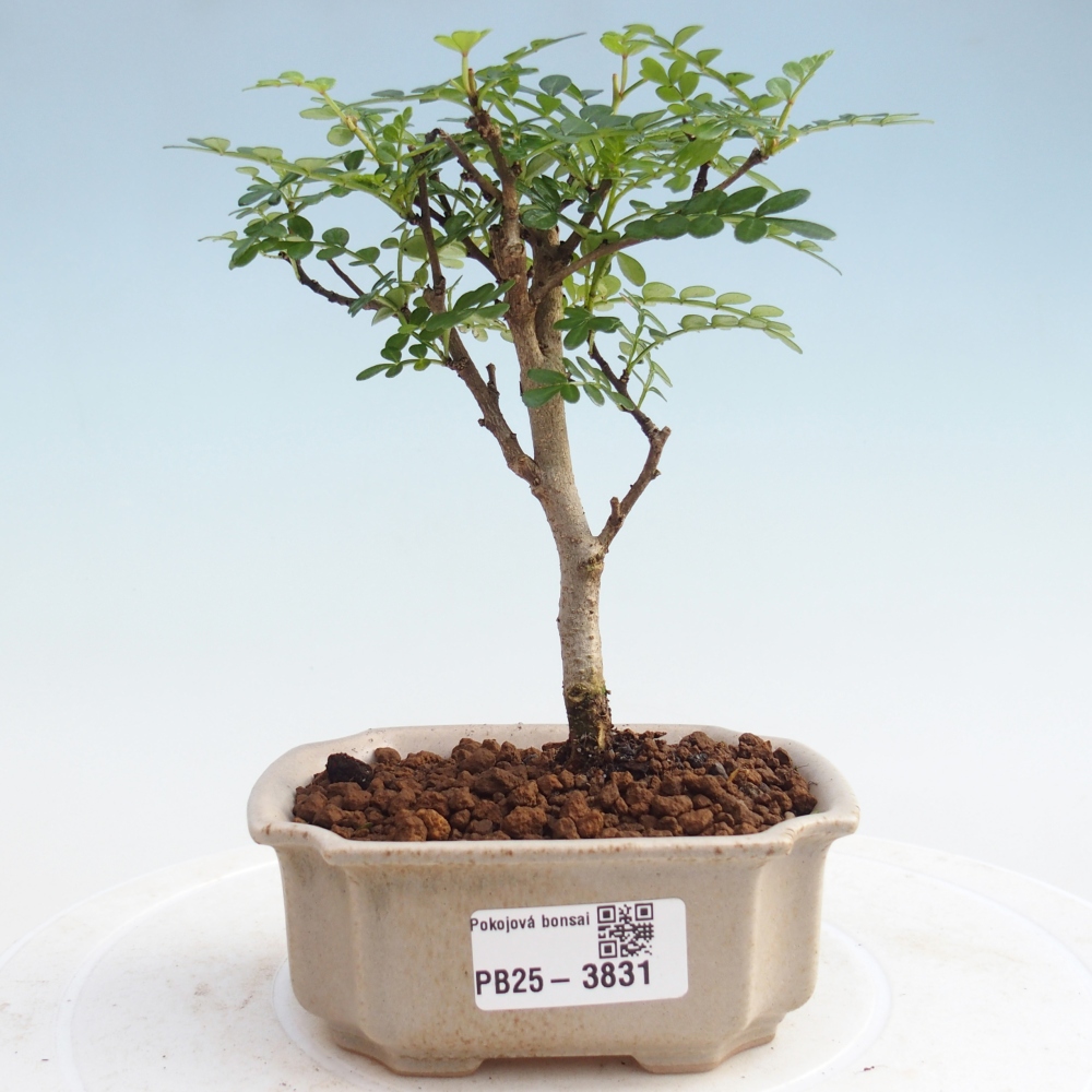 Room bonsai - Zantoxylum piperitum - Pepper tree PB220935