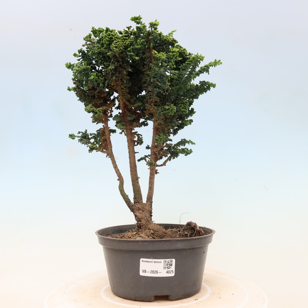 Outdoor bonsai - Cham. obtusa SEKKA HINOKI - Cypress
