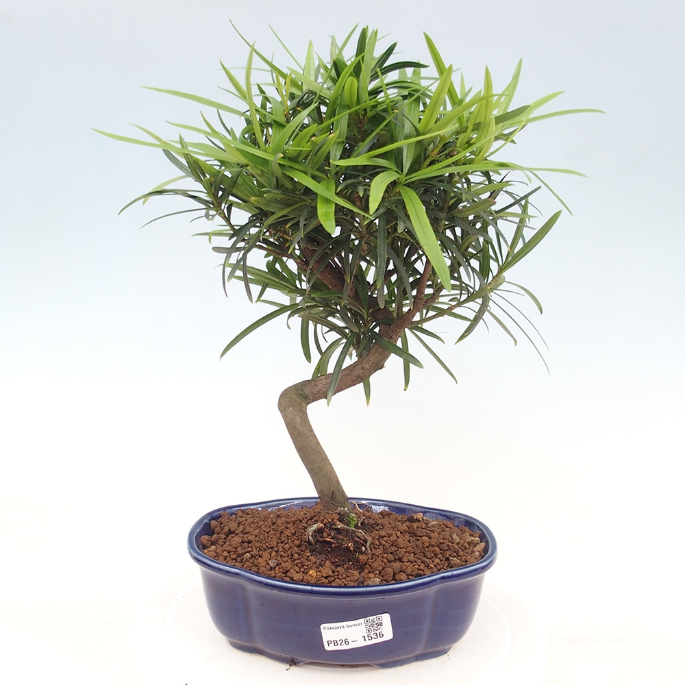 Room bonsai - Podocarpus - Stone Yew