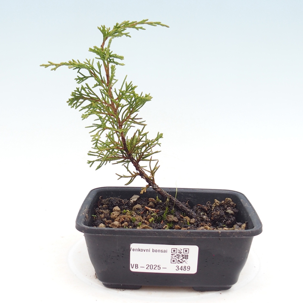 Outdoor bonsai - Juniperus chinensis Itoigawa