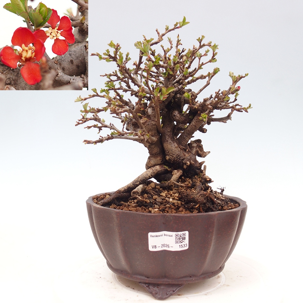 Outdoor bonsai - Chaneomeles speciosa - Quince