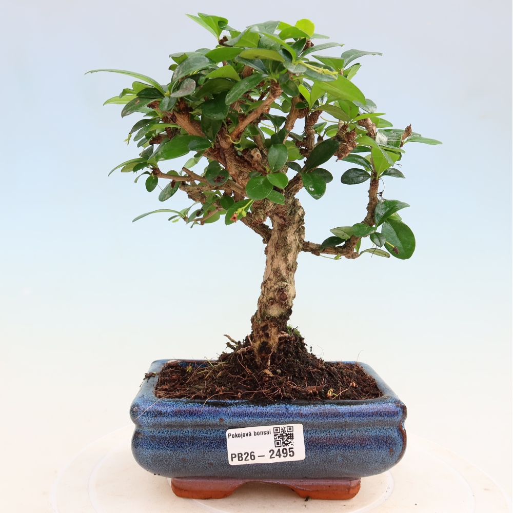 Room bonsai - Carmona macrophylla - Tea fuki