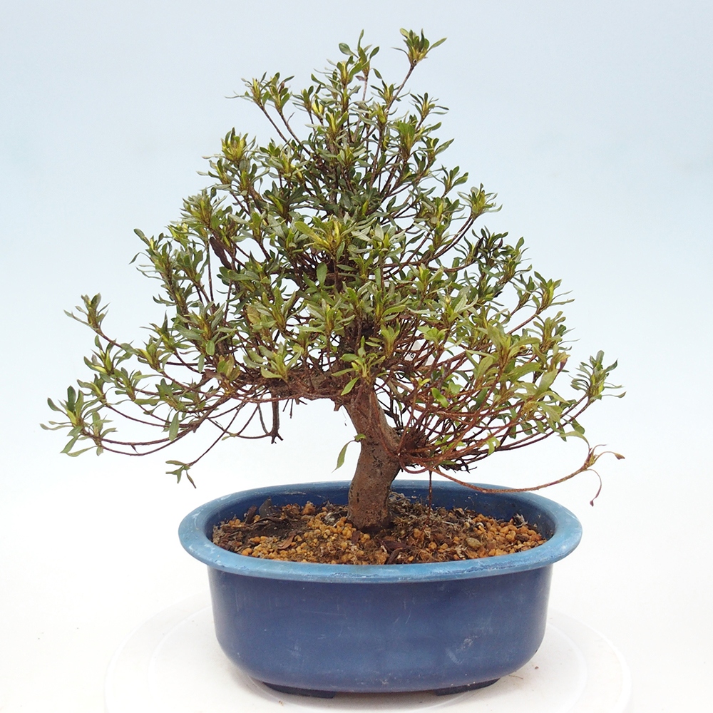 Outdoor bonsai - Japanese Azalea - Azalea Ryusen